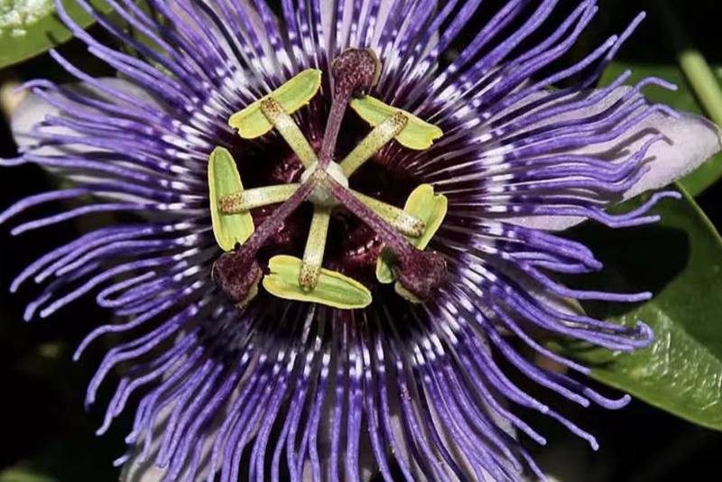 Passionsblumenextrakt 2