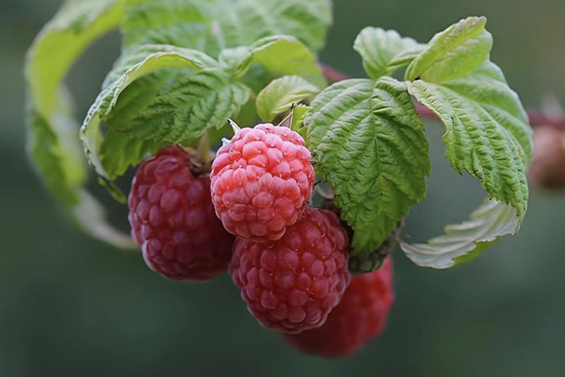 Raspberry Powder: The Essence of Traditional Herbal Medicine, Safeguarding Modern Health