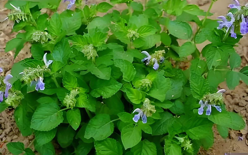 Salviae miltiorrhizae Extract 1
