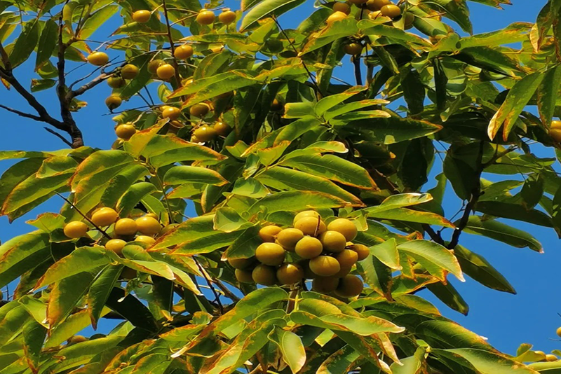 Sapindus Extract 1