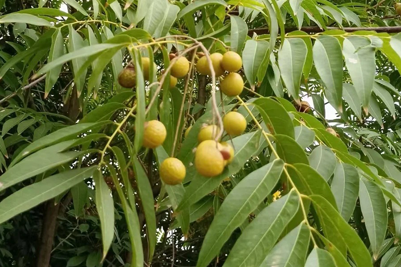 Sapindus Extract 3