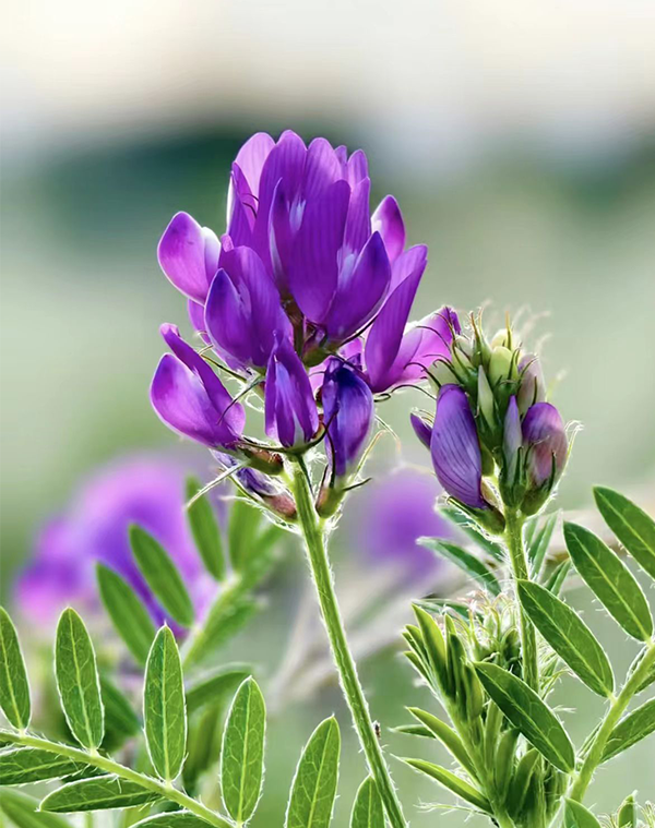 Alfalfa Extract 2