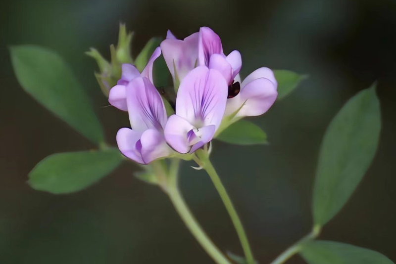 Alfalfa Extract: A New Treasure Trove of Herbal Nutrition