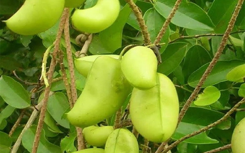 Griffonia seed Extract 2