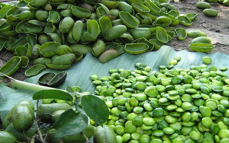 Griffonia seed Extract 3