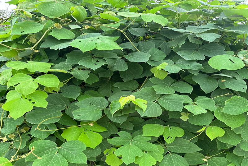 Kudzu root Extract 2