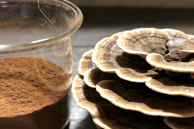 Turkey Tail Extract 1