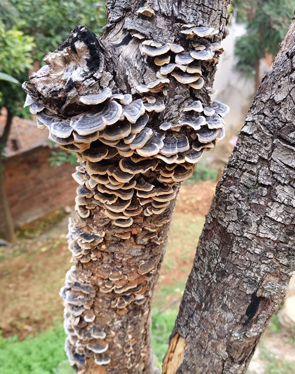 Turkey Tail Extract 2