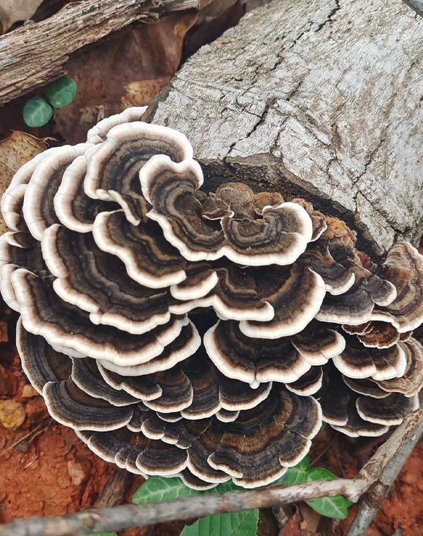 Turkey Tail Extract 3