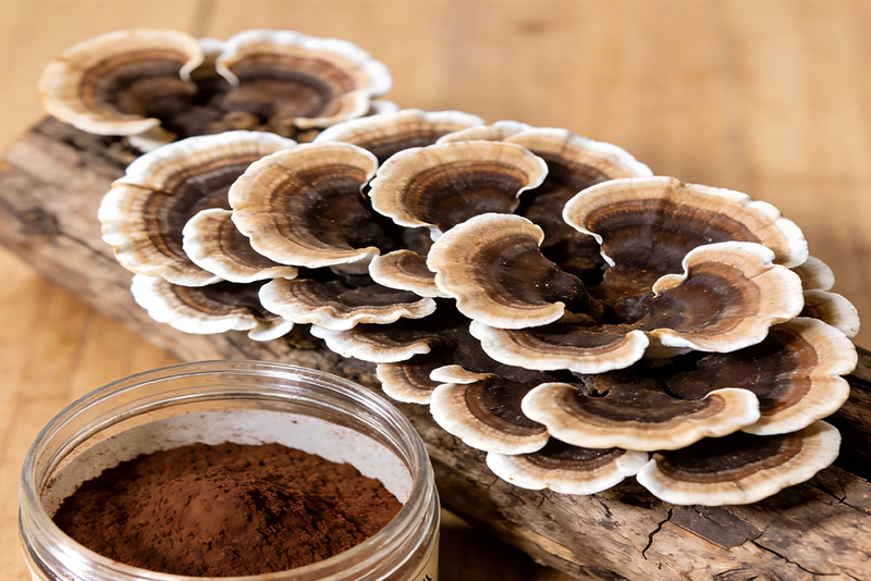 Turkey tail Extract | Highly Active Polysaccharides for Immune System Support
