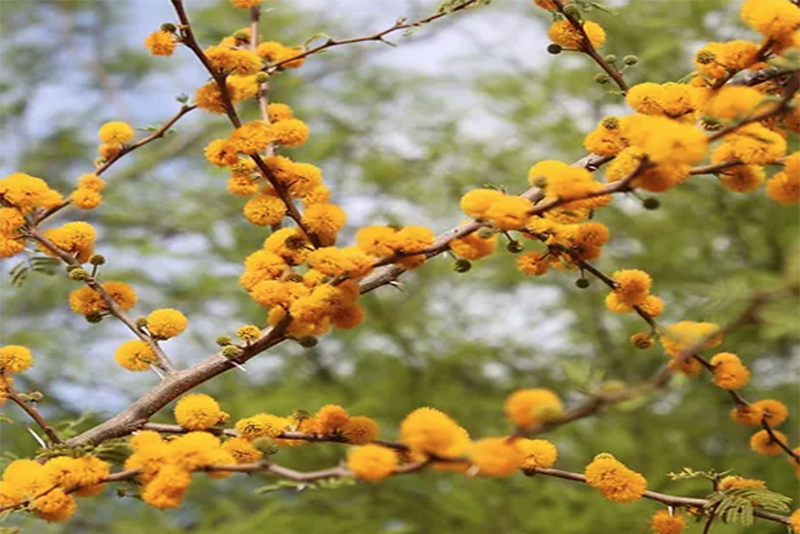Vachellia farnesiana Extract 1