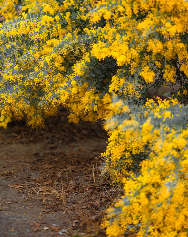 Vachellia farnesiana Extract 2