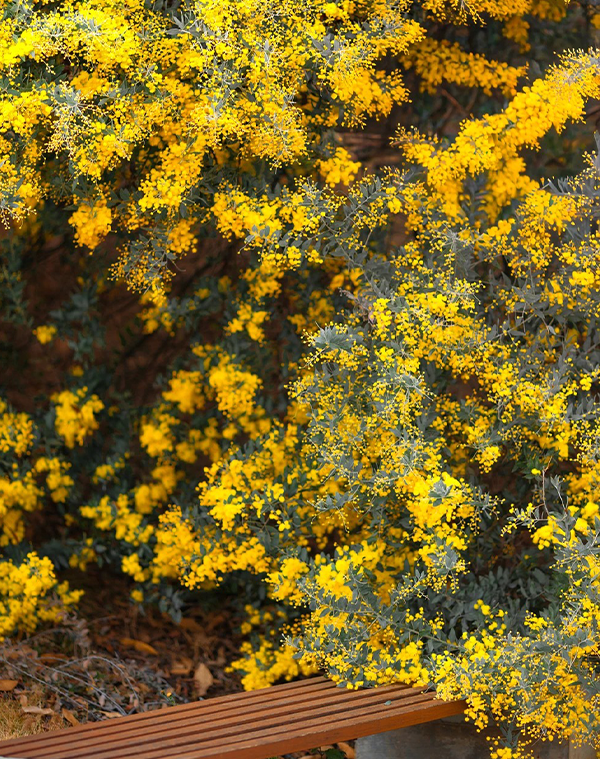 Vachellia farnesiana Extract 3