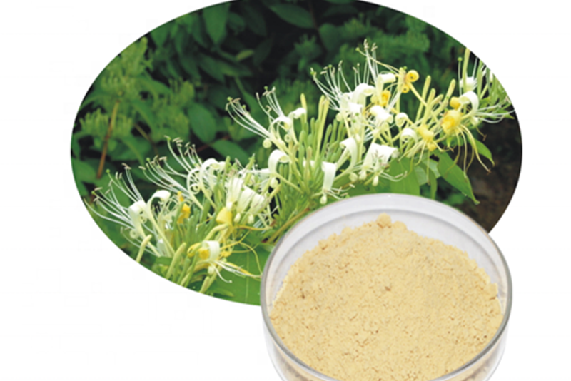 Extract van de bergzilverbloem - Ontstekingsremmende en antioxiderende werking