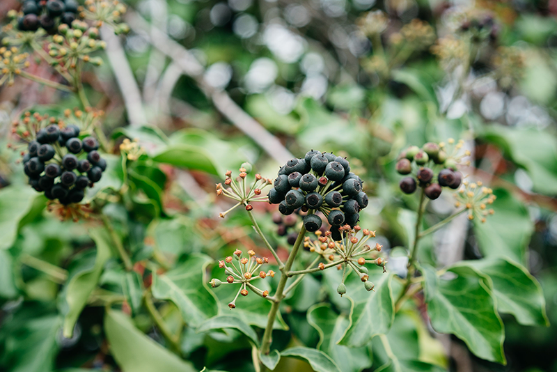 Acanthopanax Senticosus Saponins — Anti-fatigue, Antioxidant, Anti-aging