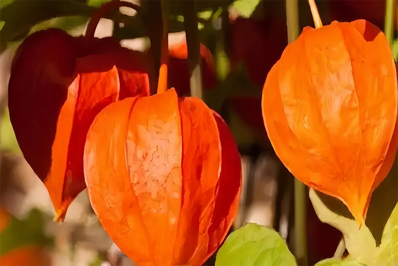 Ashwagandha standardized Extract:The Modern Health Code of an Ancient Herb