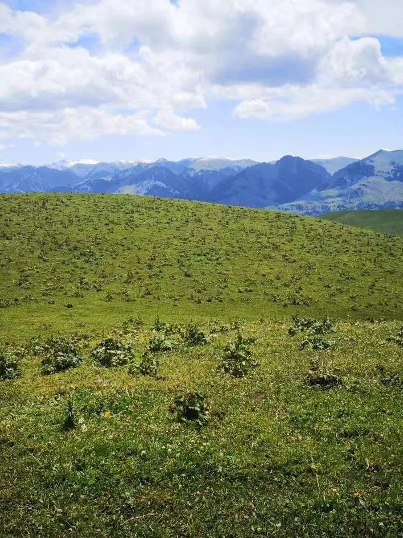 8Aconitum Sinomontanum Growth Base