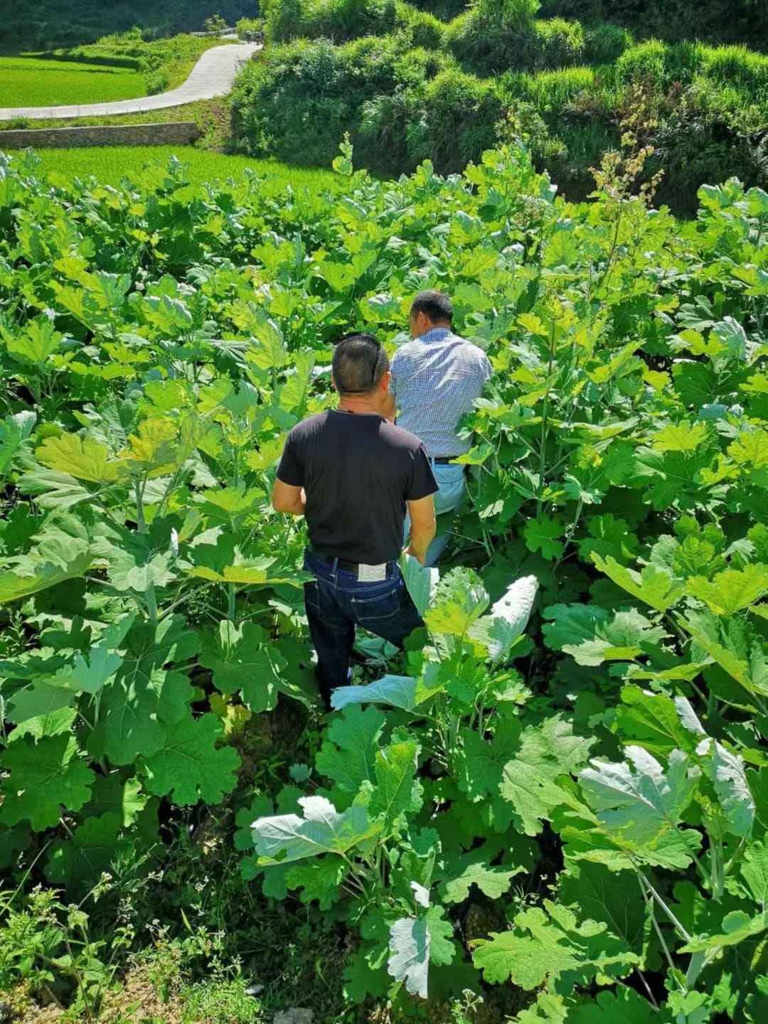 8Macleaya Cordata Planting Base