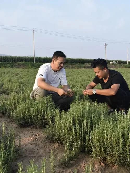 8Rosemary Planting Base