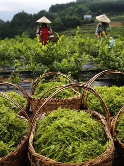 8Vine Tea Planting Base