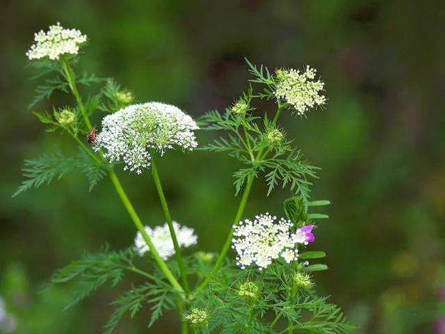 Cnidium-monnieri-flower