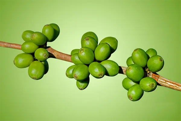 green-coffee-bean-plant
