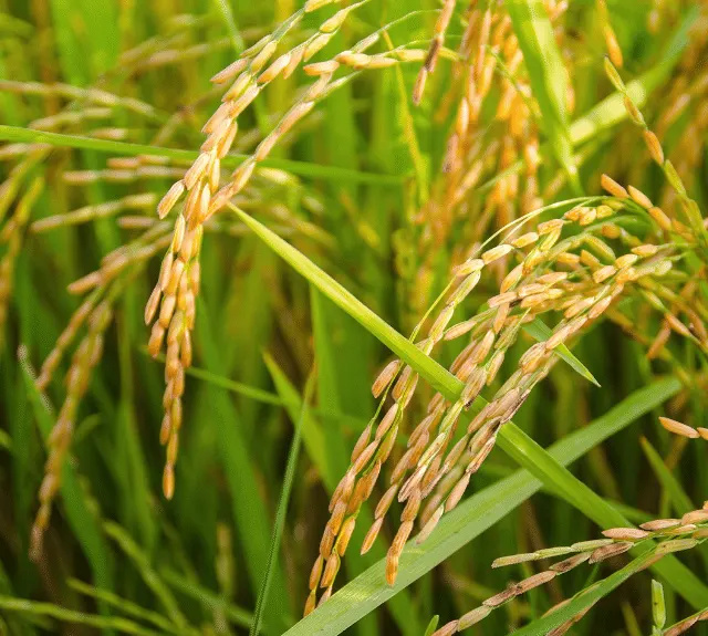 plant-rice