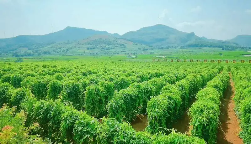 planting-base-of-Pueraria-Kudzu