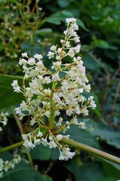 Polygonum-cuspidatum-flower