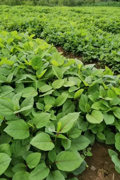 Polygonum-cuspidatum-plant-base