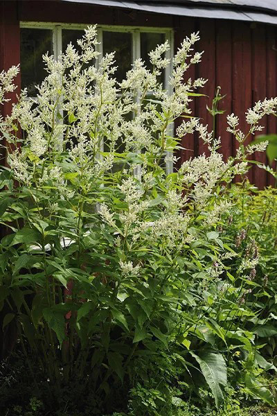 Polygonum-cuspidatum-plant
