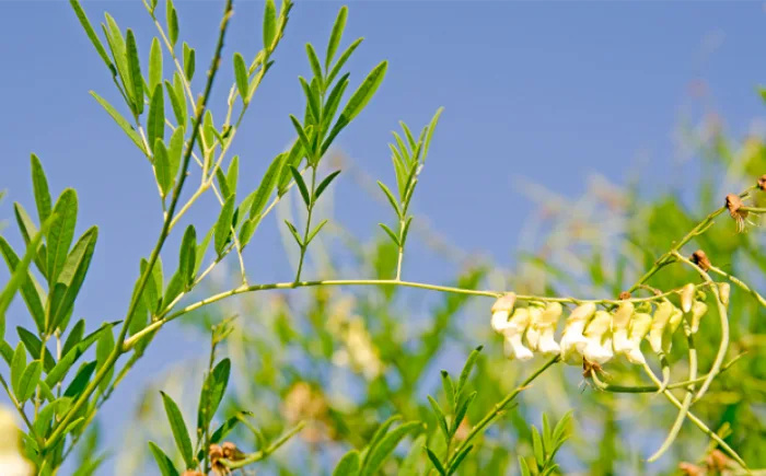 sophora-flavescens-plant
