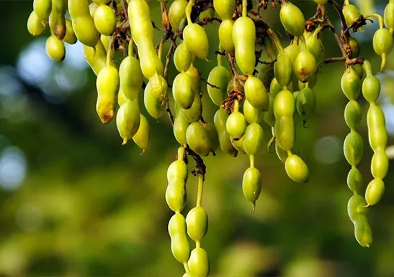 Fructus-sophorae-fruit