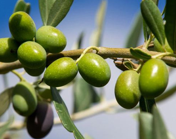 What does olive leaf extract highest oleuropein do to your body?