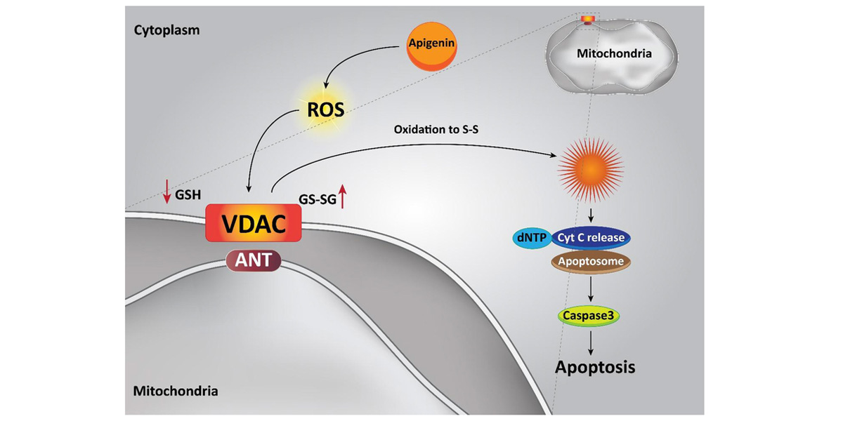 Apigenin can induce apoptosis (cell death) in cancer cells