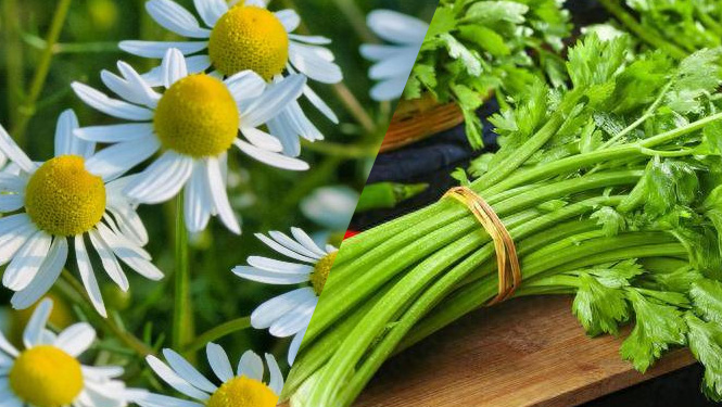 Apigenin is found abundantly in plants like celery and chamomile.jpg
