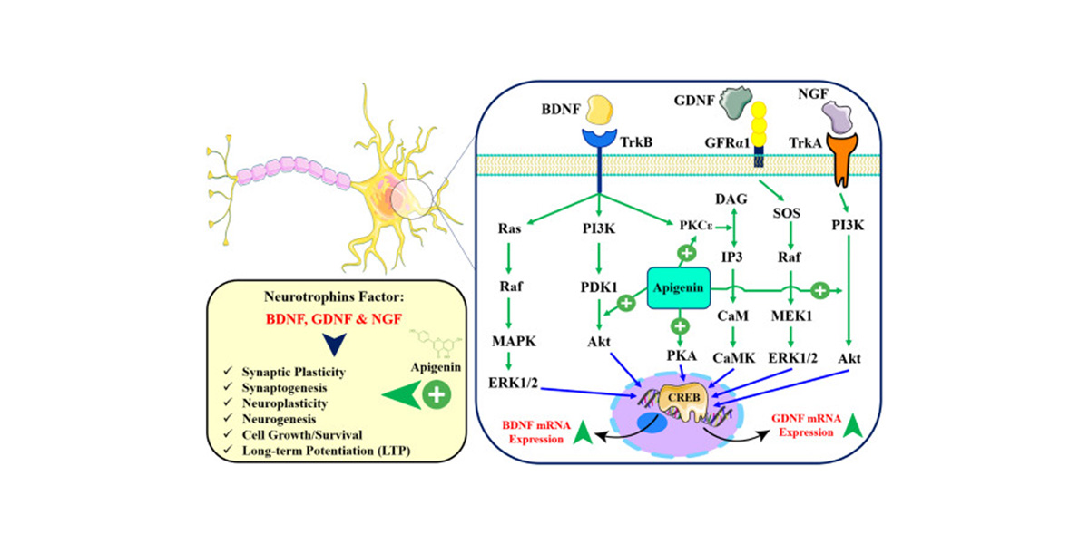 Apigenin protects nerve cells and may aid in managing neurodegenerative diseases