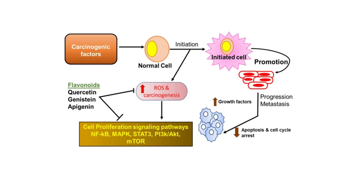 Apigenin reduces inflammatory responses