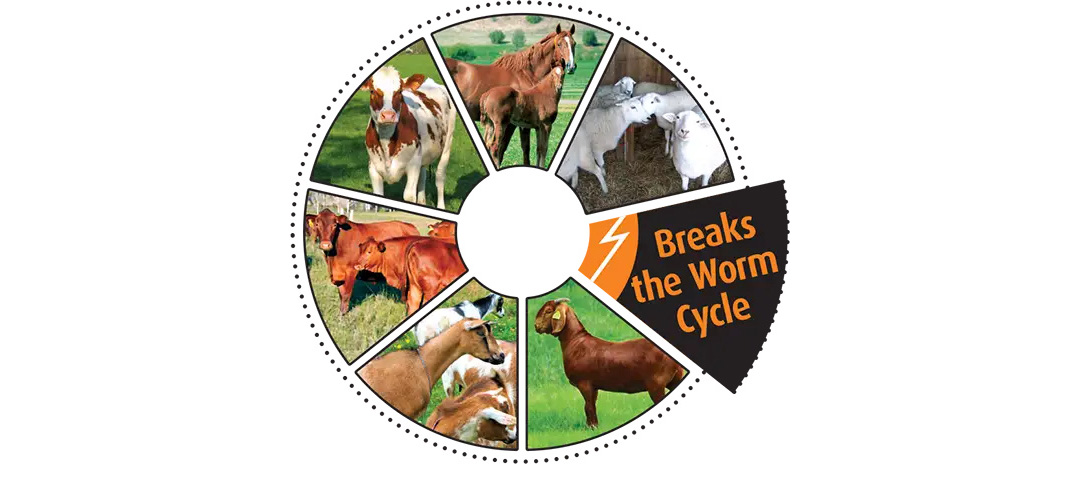 Arecoline hydrobromamide has a repellent effect on intestinal parasites such as roundworms and tapeworms