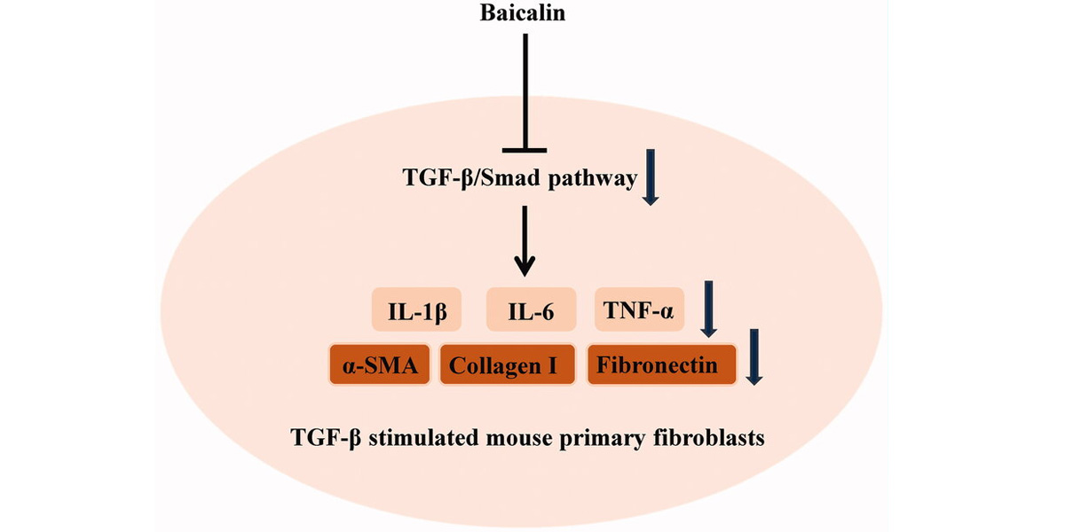 Baicalin exhibits significant anti-inflammatory properties