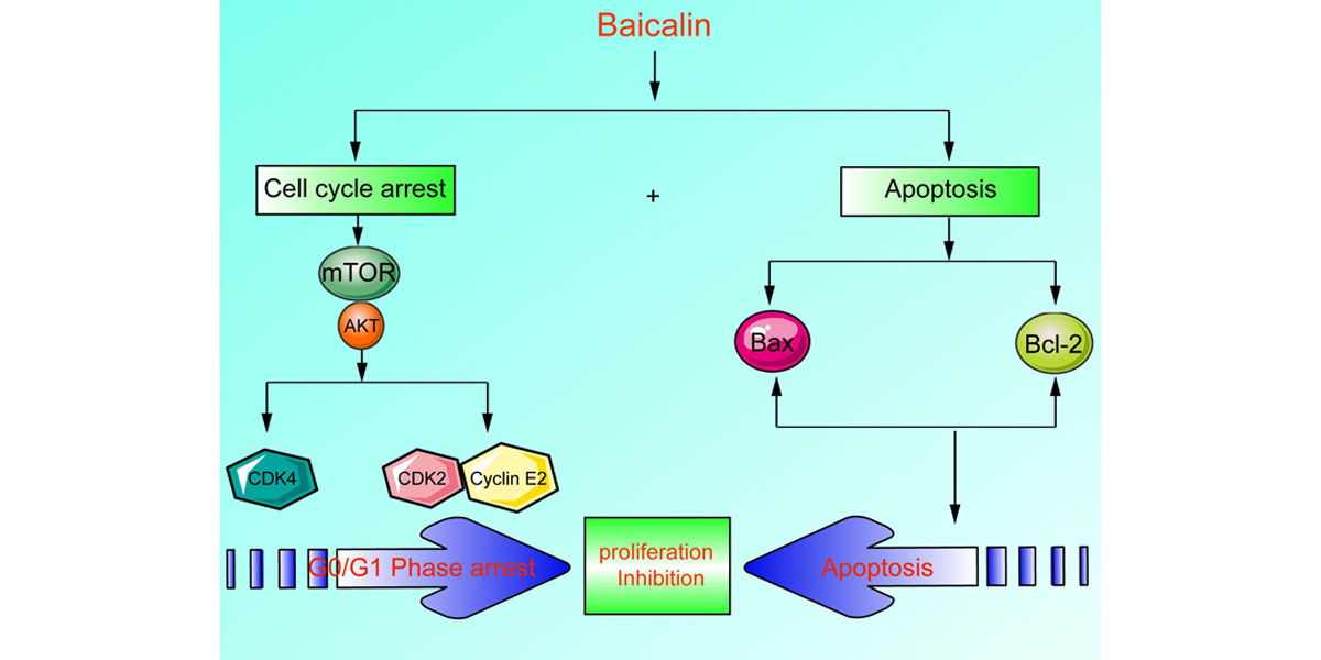 Baicalin has the potential to inhibit cancer cell growth