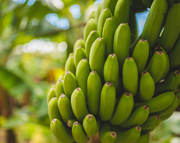 banana.jpg