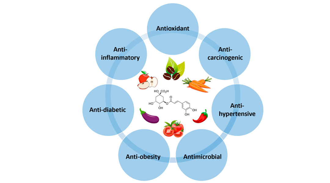 Chlorogenic-Acid benefits