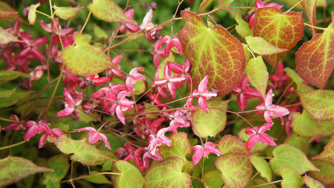 From Traditional Chinese Medicine to Modern Medicine: How Does Icariin Help Fight Chronic Pain?