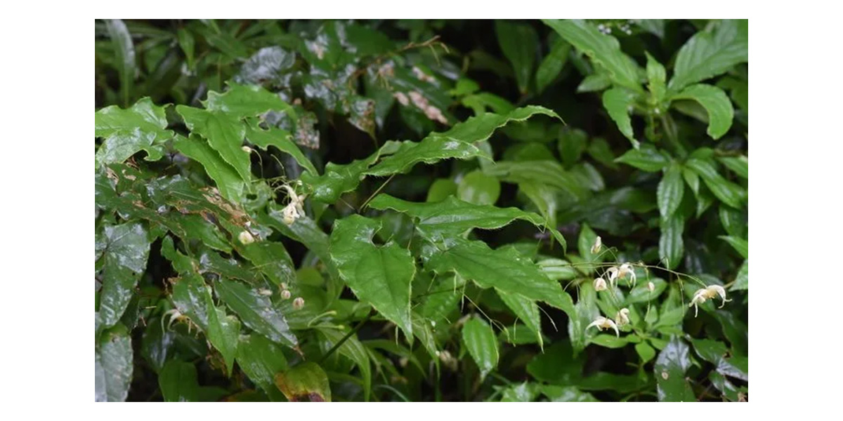 Epimedium leaf