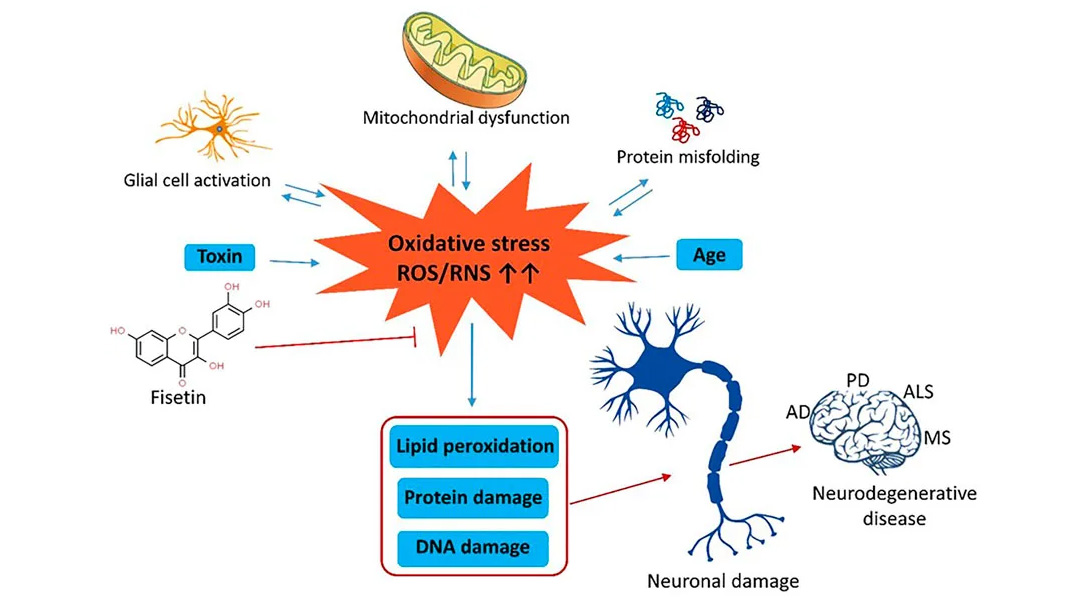 Fisetin has a protective effect on nerve cells and may improve neurodegenerative diseases