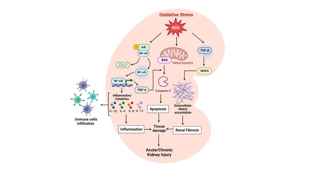 Fisetin protects kidney function
