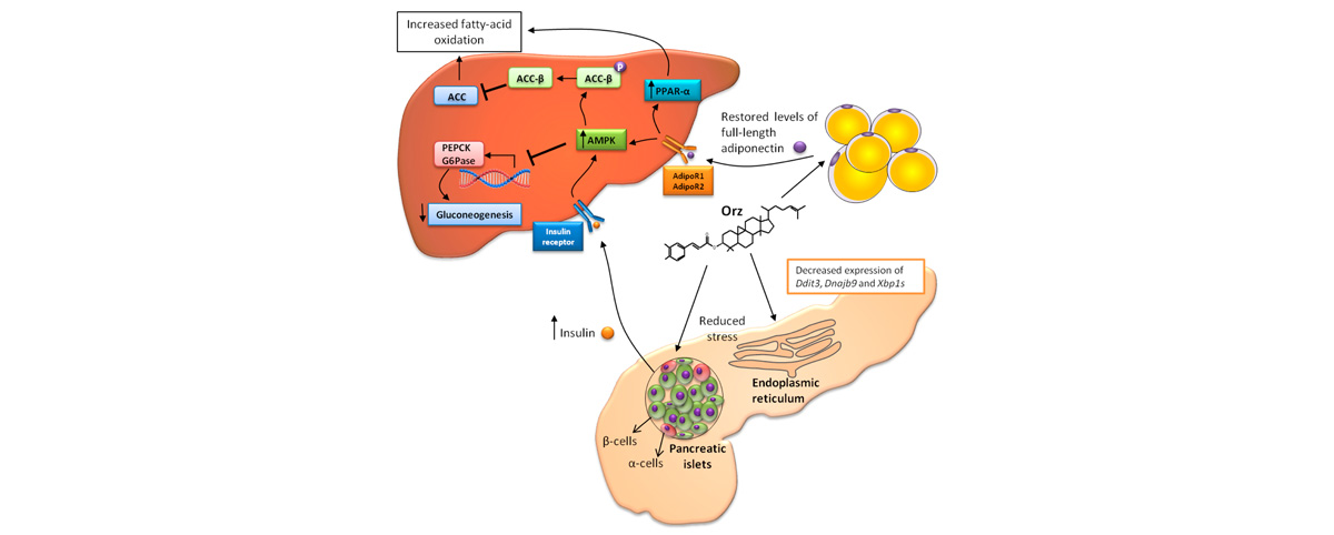Gamma Oryzanol is a potent antioxidant