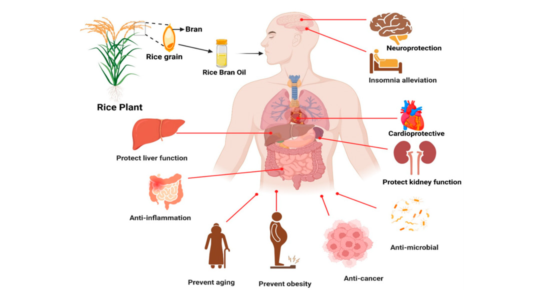 Gamma Oryzanol's benefits