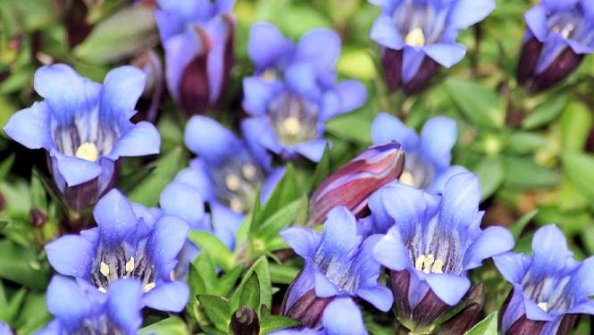 Gentiana Scabra Root.jpg